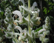 Salvia sp.1