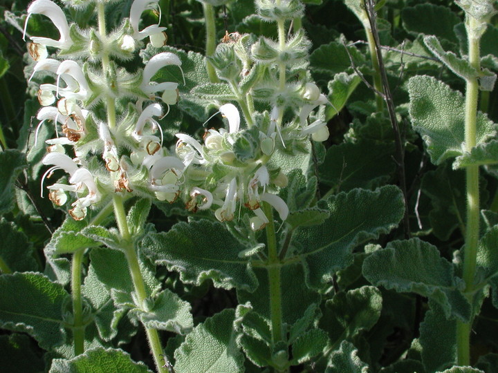 Salvia sp.1