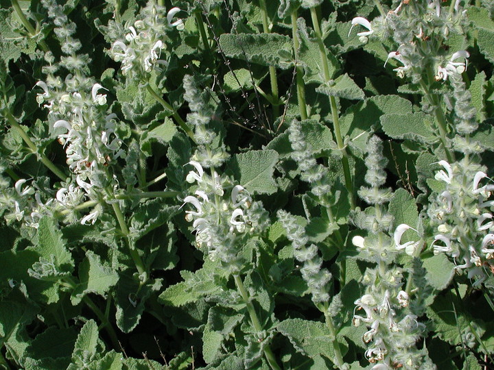 Salvia sp.1