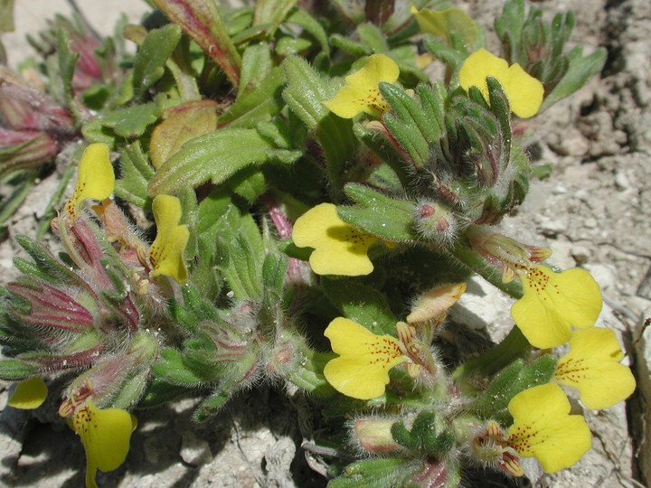 Ajuga chamaepitys