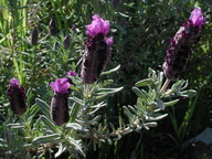 Lavandula stoechas