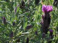 Lavandula stoechas