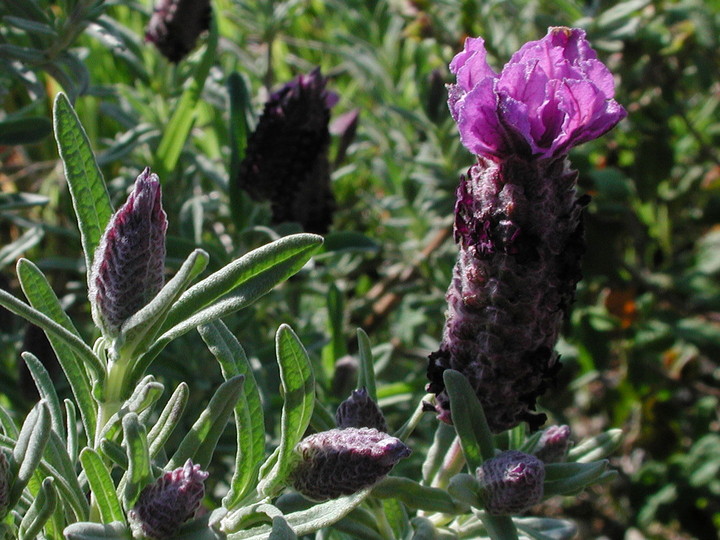 Lavandula stoechas