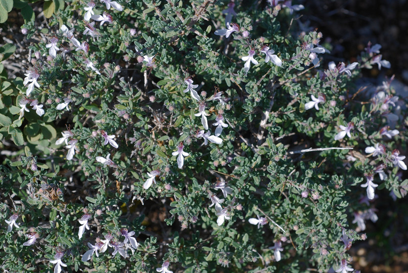 Teucrium brevifolium