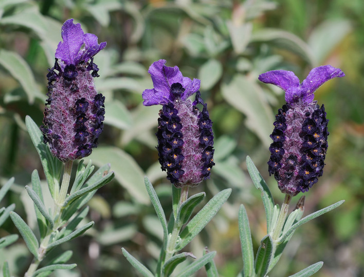 Lavandula stoechas