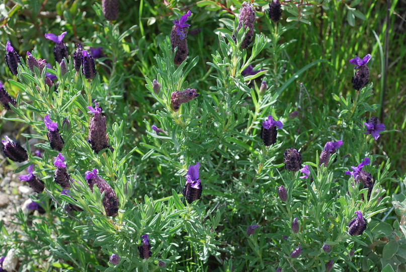 Lavandula stoechas