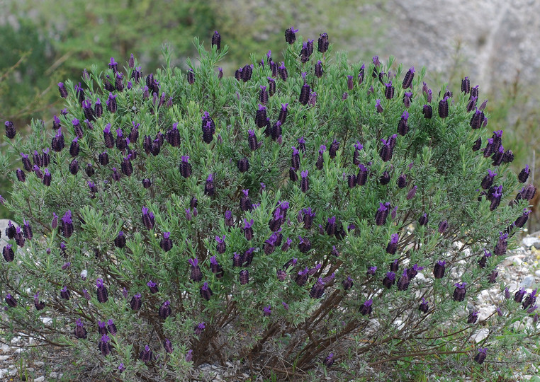 Lavandula stoechas