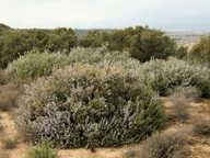 Rosmarinus officinalis