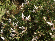 Teucrium brevifolium