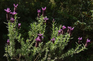 Lavandula stoechas