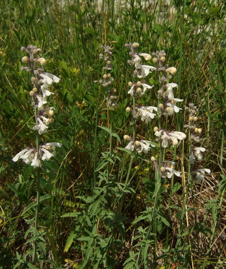 Nepeta nepetella