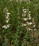 Nepeta nepetella