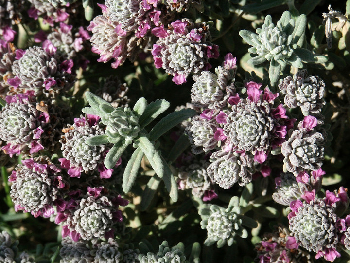 Teucrium polium ssp. polium