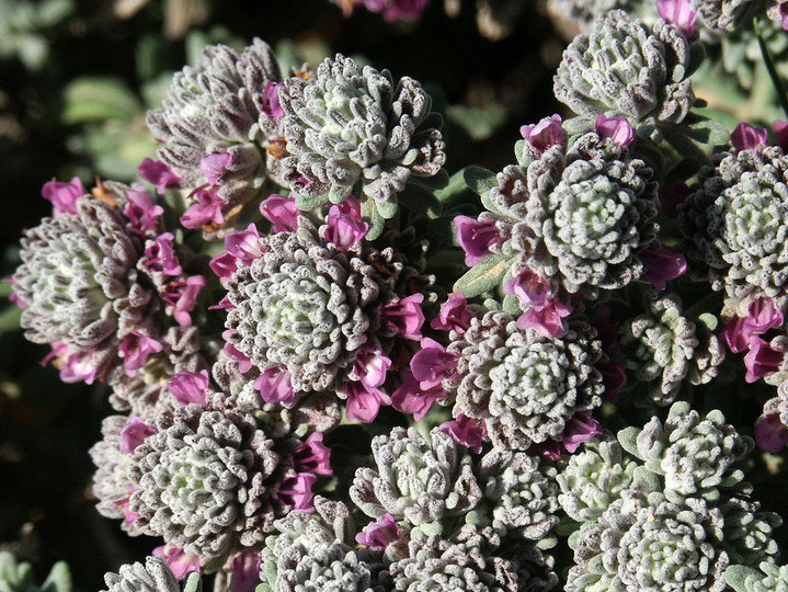 Teucrium polium ssp. polium