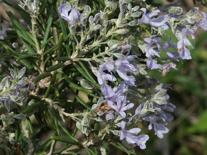 Rosmarinus officinalis