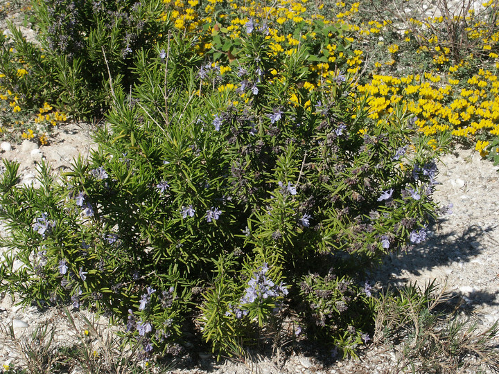 Rosmarinus officinalis