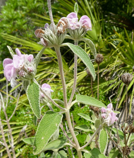 Phlomis purpurea