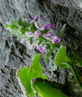 Stachys circinata