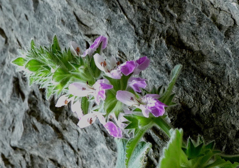 Stachys circinata