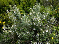 Teucrium fruticans