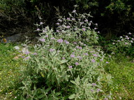 Phlomis purpurea