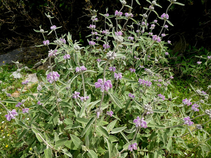 Phlomis purpurea