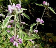 Phlomis purpurea