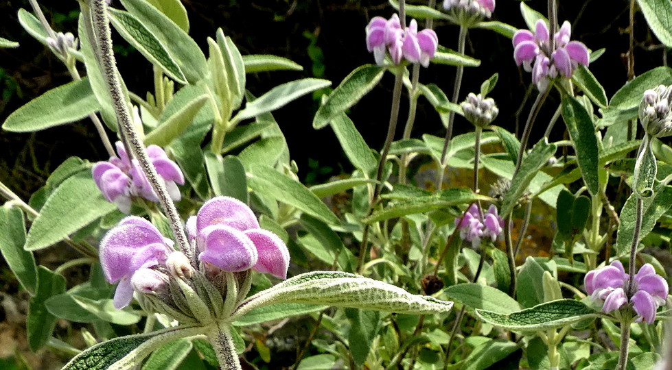 Phlomis purpurea