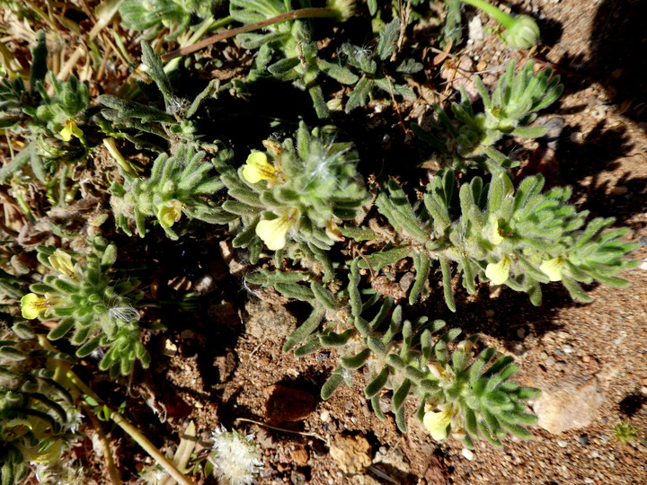 Ajuga iva ssp. pseudoiva