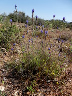 Lavandula multifida