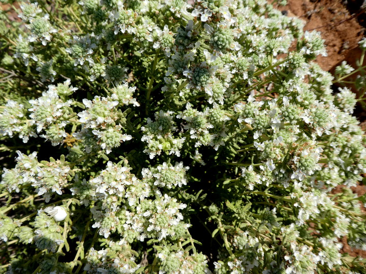 Teucrium polium