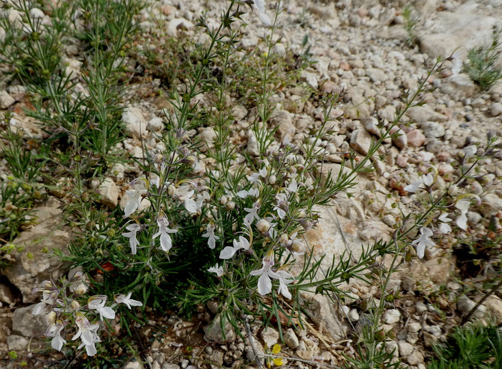 Teucrium fruticans