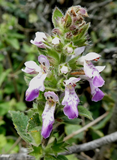 Stachys circinata