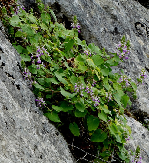 Stachys circinata