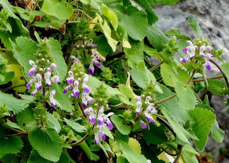 Stachys circinata