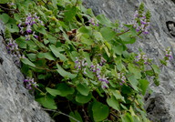 Stachys circinata