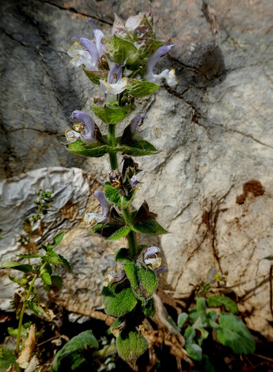 Salvia sp.6