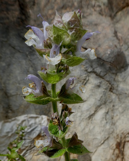 Salvia sp.6