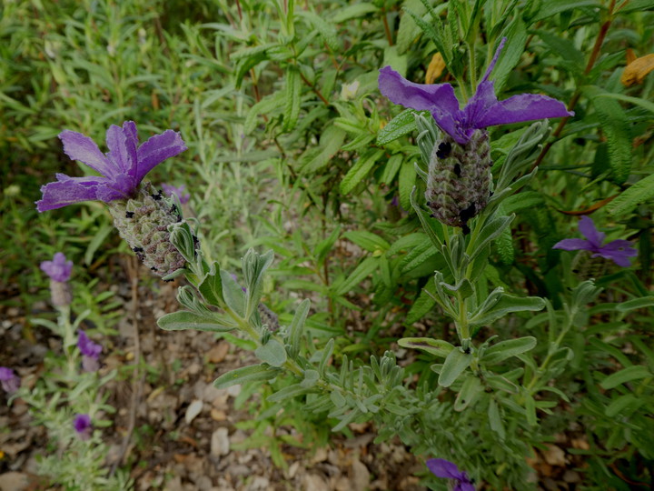 Lavandula stoechas