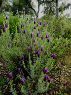 Lavandula stoechas