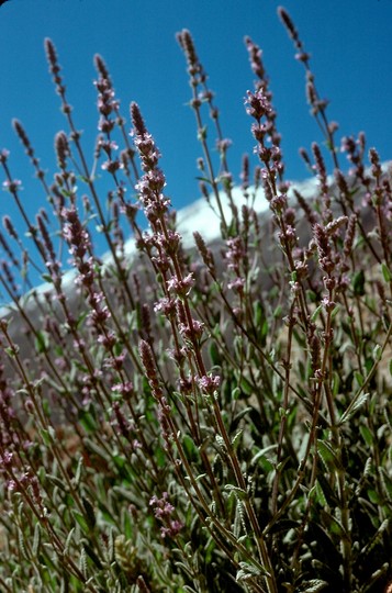 Nepeta teydea