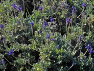 Lavandula pinnata