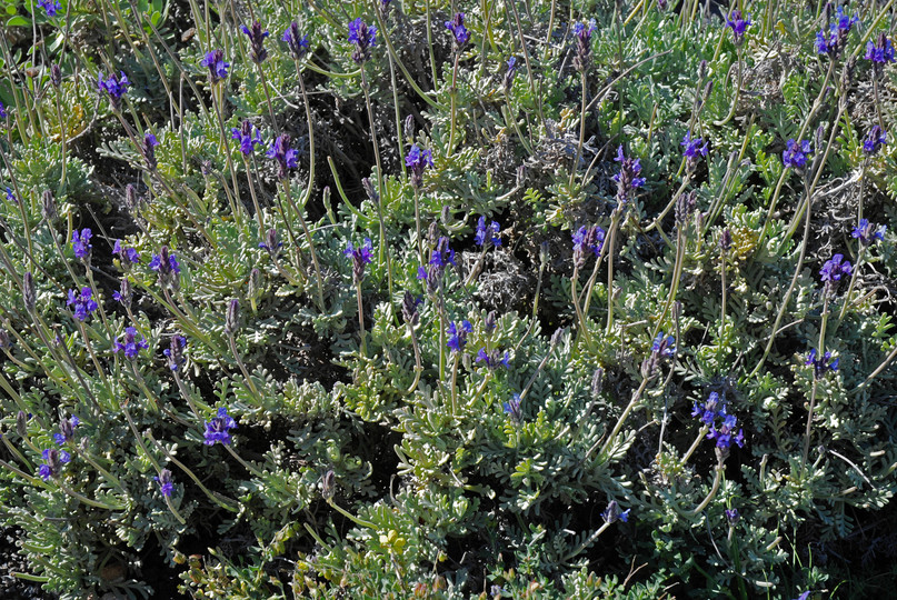 Lavandula pinnata