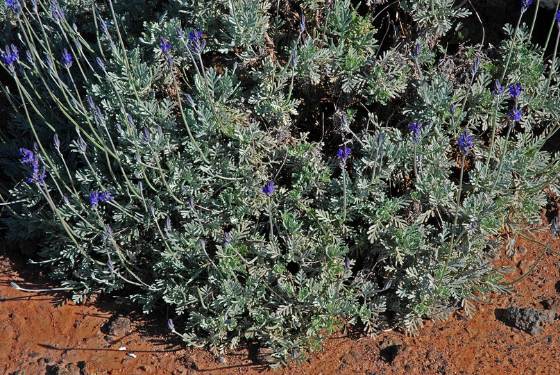 Lavandula pinnata