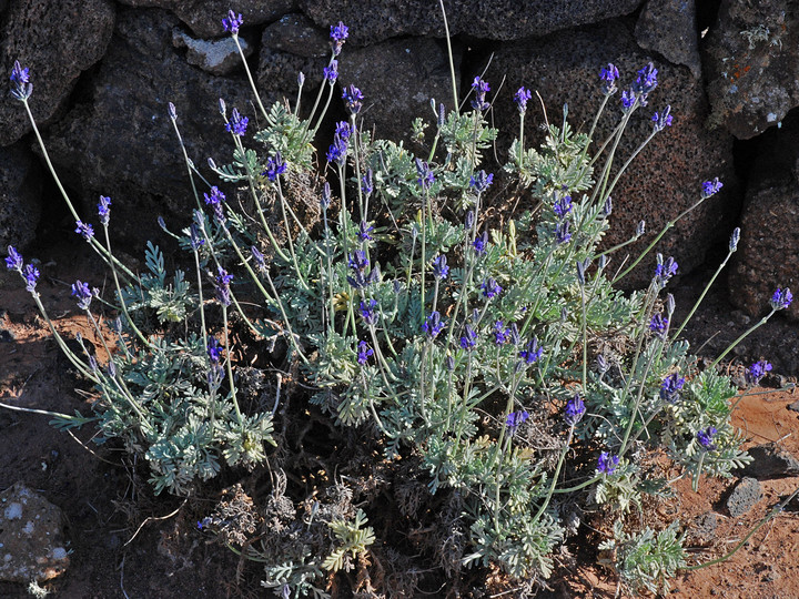 Lavandula pinnata