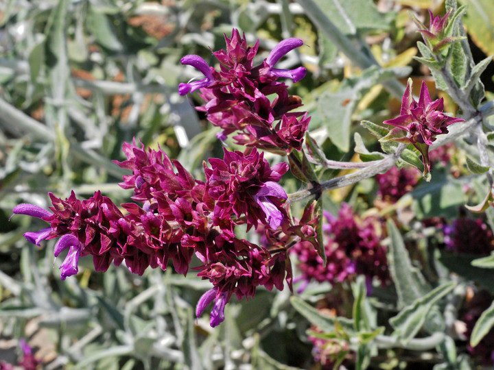 Salvia canariensis