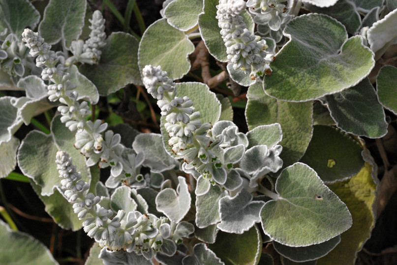 Sideritis spicata