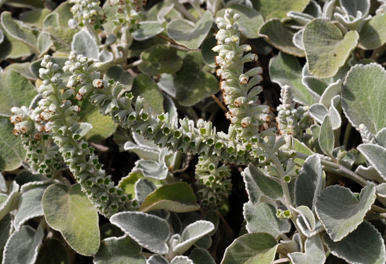 Sideritis spicata