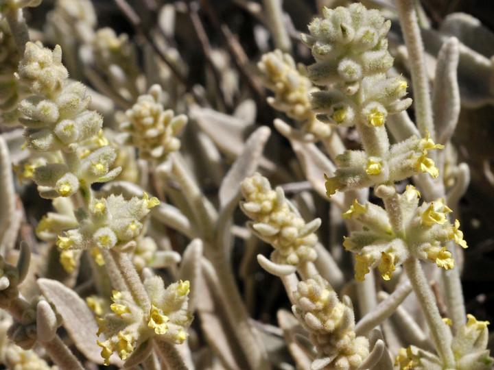 Sideritis dasygnaphala