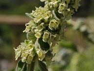 Sideritis discolor